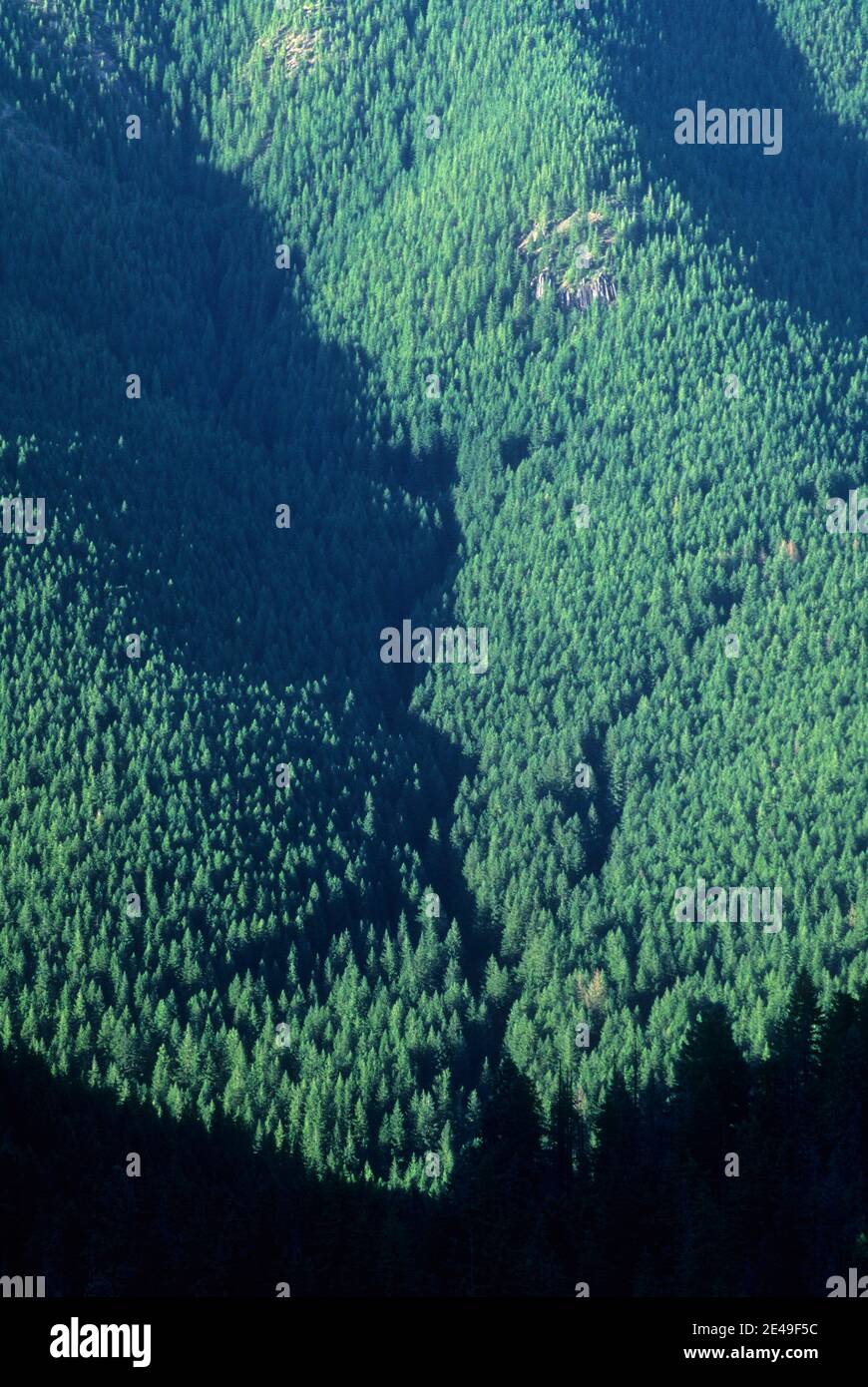 Eagle Creek Drainage aus Old Baldy Trail, Lachs-Huckleberry Wildnis, Mt Hood National Forest, Oregon Stockfoto