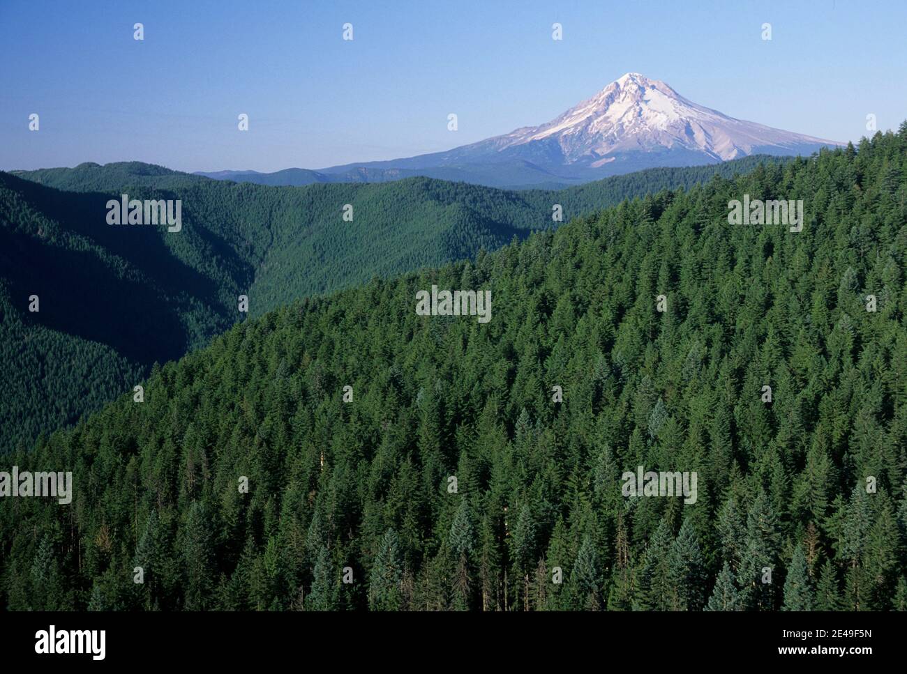 Mt Hood vom Old Baldy Trail, Salmon-Huckleberry Wilderness, Mt Hood National Forest, Oregon Stockfoto