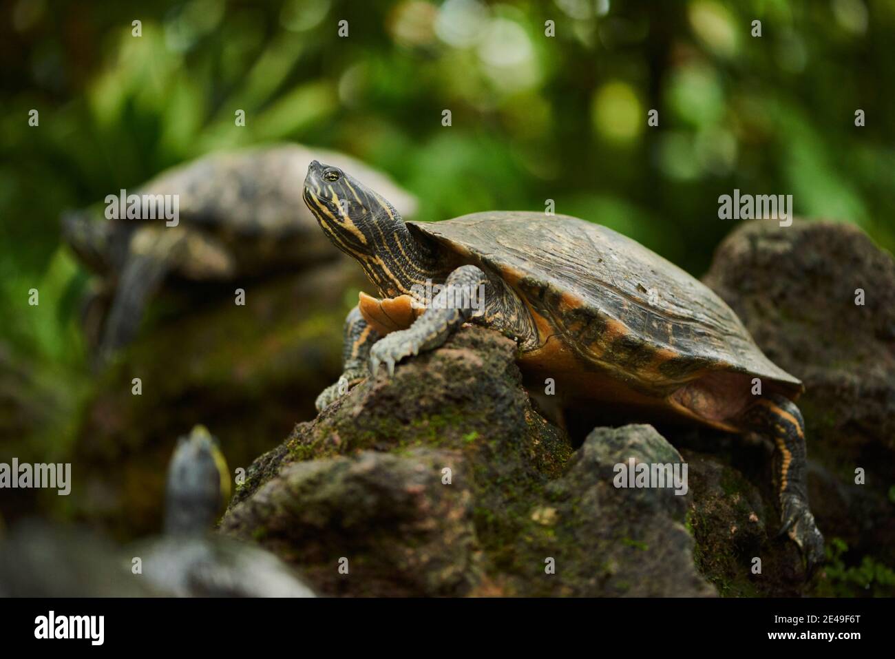Rotohrschildkröte (Trachemys scripta elegans), Deutschland Stockfoto