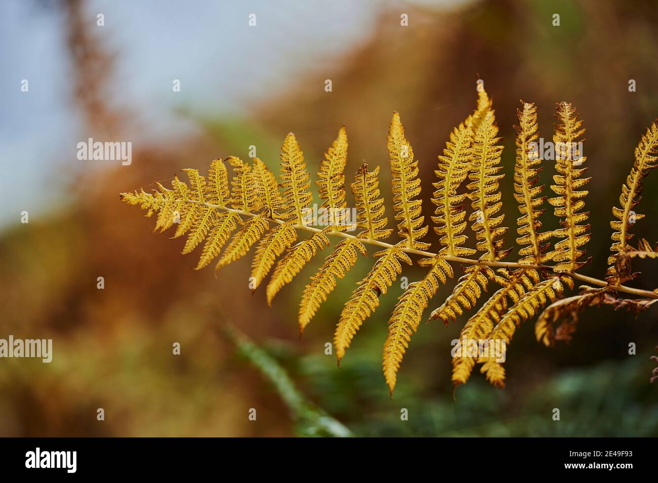 Fern (Dryopteris filix-Mas), Bayern, Deutschland, Europa Stockfoto