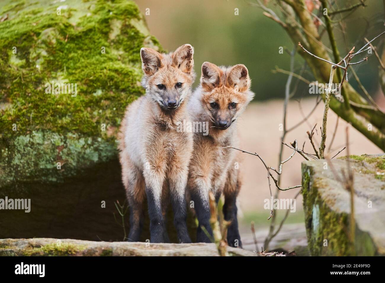 Zwei junge Mähne Wölfe (Chrysocyon brachyurus), auf einem Stein stehend, frontal, in die Kamera schauend, Deutschland Stockfoto