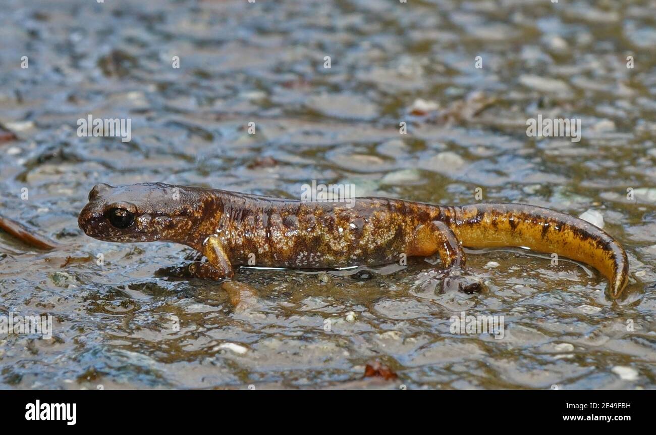 Nahaufnahme eines männlichen gemalt Ensatina , Ensatina eschschotzii picta Stockfoto