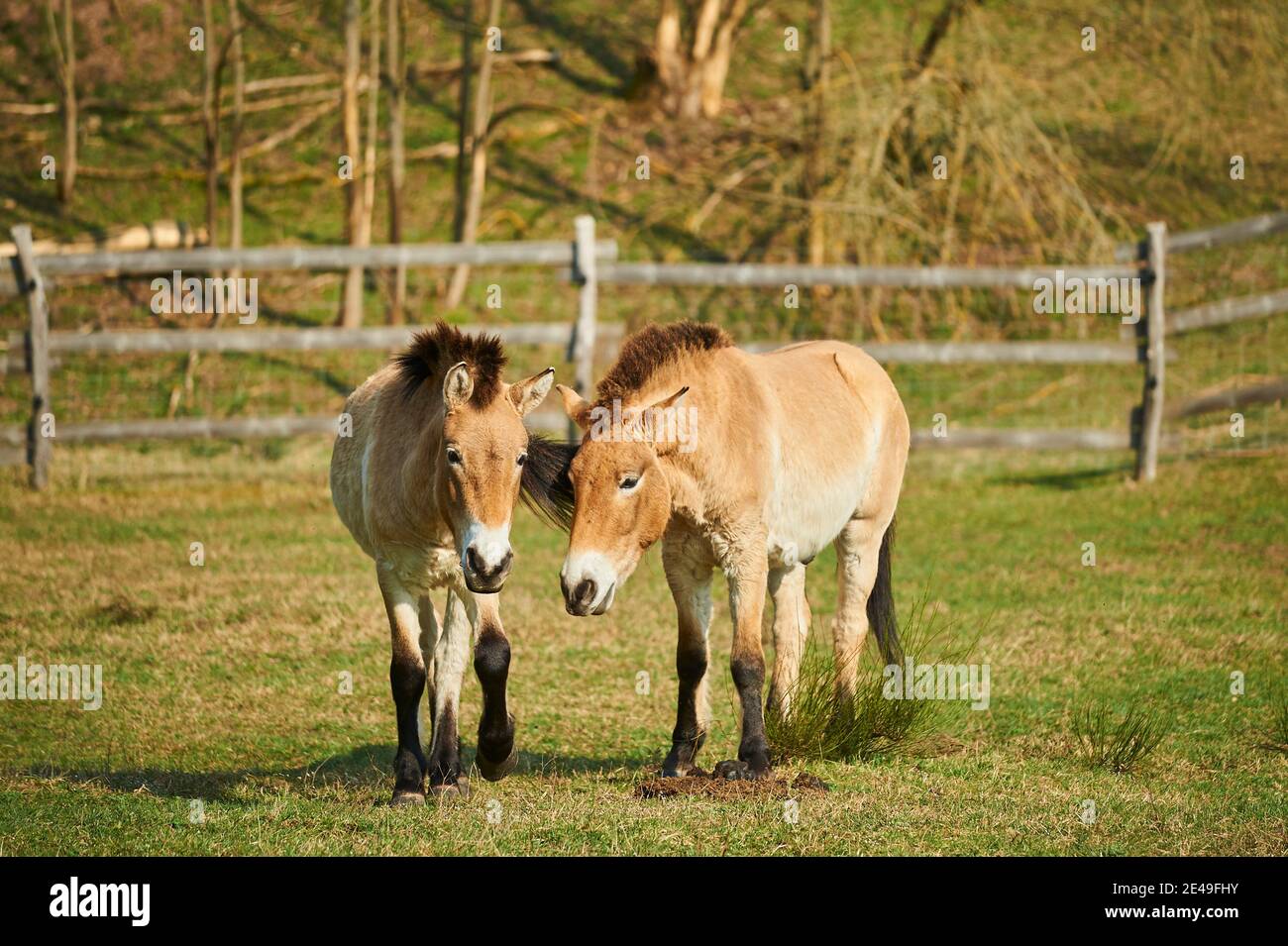 Przewalski Pferd, Equus ferus, Kopf-an, Wandern, Wiese, Bayern, Deutschland Stockfoto