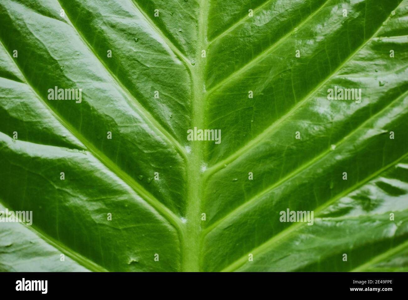 Blatt des Elefantenohres oder Blatt mit dem Riesenblättrigen Pfeil (Alossasia macrorrhizos), Detail, Deutschland Stockfoto