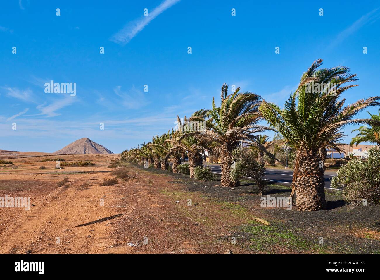 Kanarische Dattelpalmen (Phönix canariensis) entlang einer Straße in karger Berglandschaft, Fuerteventura, Kanarische Inseln, Spanien Stockfoto