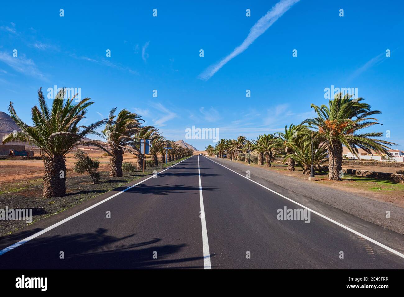 Kanarische Dattelpalmen (Phönix canariensis) entlang einer Straße in karger Berglandschaft, Fuerteventura, Kanarische Inseln, Spanien Stockfoto