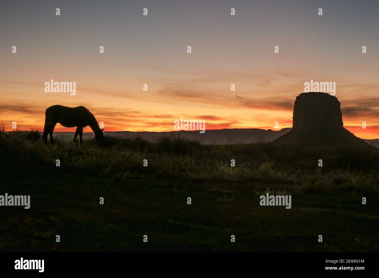 Pferde grasen in Monument Valley Stockfoto