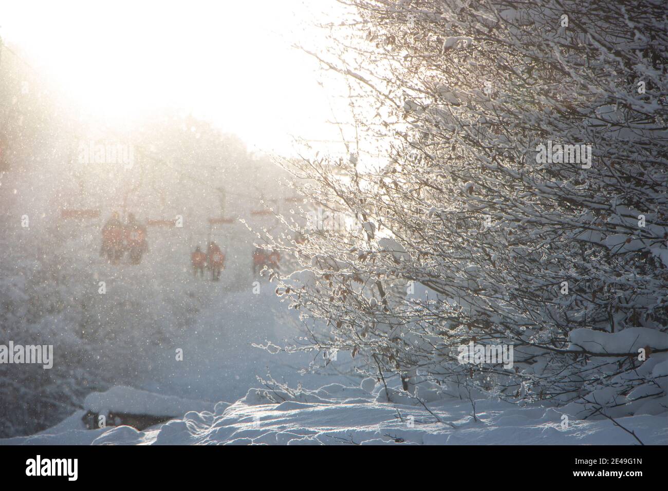 Schöne schneebedeckte Bäume im Wald auf dem Hintergrund eines Skilifts und Schneeflocken fliegen in der Luft glitzernden in der Morgensonne. Stockfoto