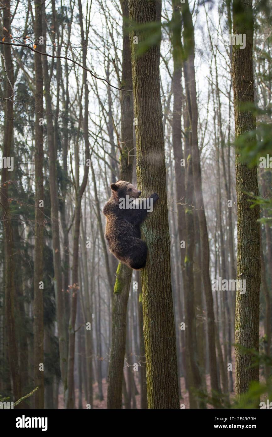 Braunbaer, Ursus arctos, Braunbär Stockfoto
