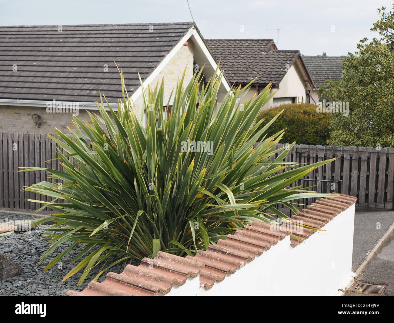 Eine große spikey Yucca Art Pflanze in einem Vorgarten In einem Schieferbett Stockfoto