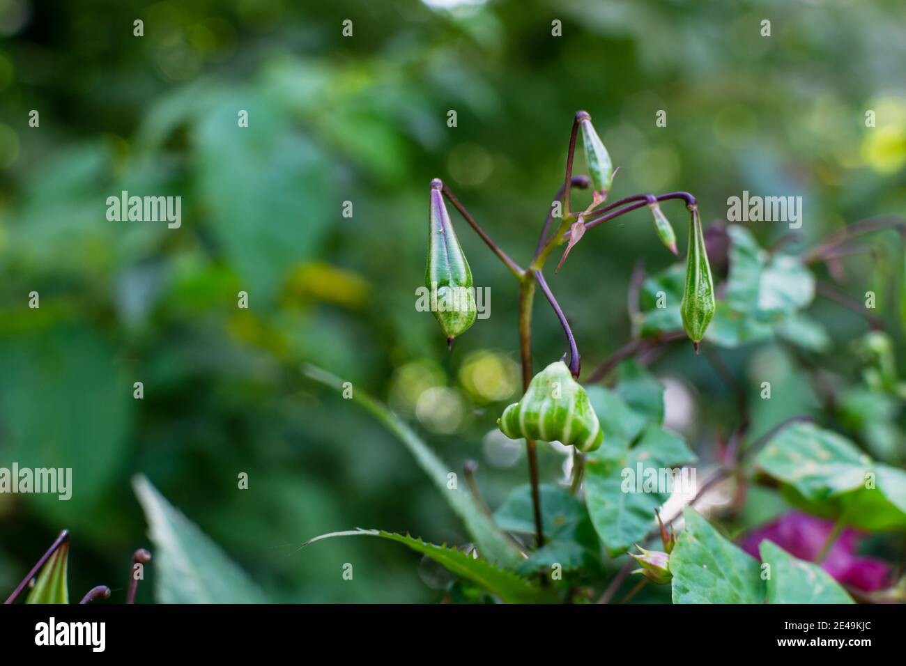 Himalaya Balsam Samen, Impatiens glandurifera Nahaufnahme. Invasive asiatische Pflanzenarten Stockfoto