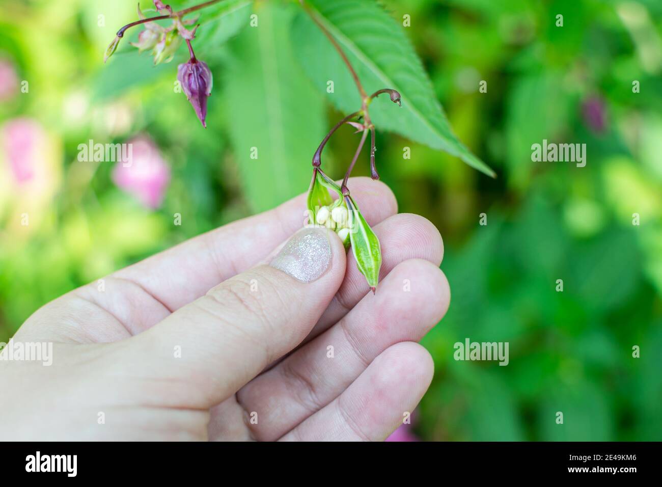 Himalaya Balsam Samen in der Hand Nahaufnahme. Polizist Helmet Pflanze, Bobby Tops, invasive asiatische Pflanzenarten Stockfoto