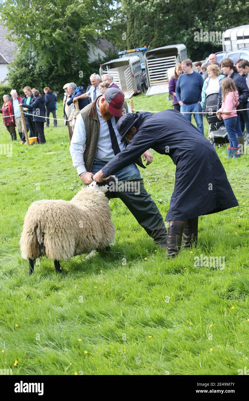 Straiton, Ayrshire, Schottland, Großbritannien 10. Juni 2017. Lokale landwirtschaftliche Show. Ein Richter inspiziert eines der Schafe Stockfoto