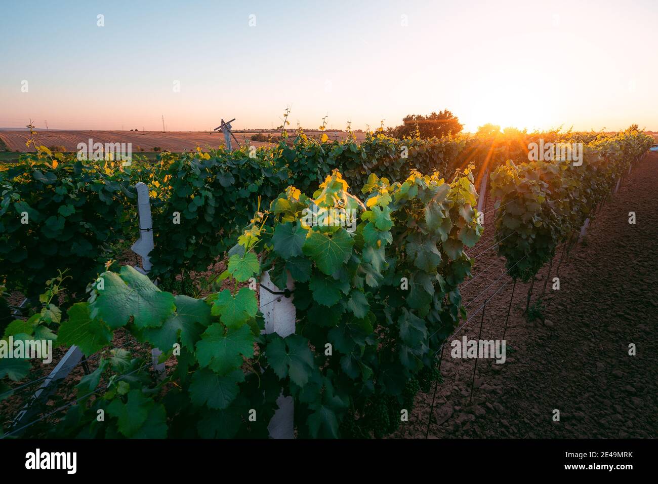 Sonnenuntergang in einem Weinberg in Südmähren, Tschechische Republik Stockfoto