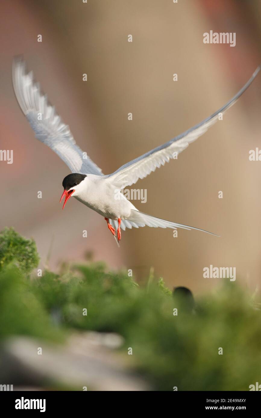 Arktischseeschwalbe fliegt über das Brutgebiet am Eiderdamm in Nordfriesland, Schleswig-Holstein, Deutschland Stockfoto