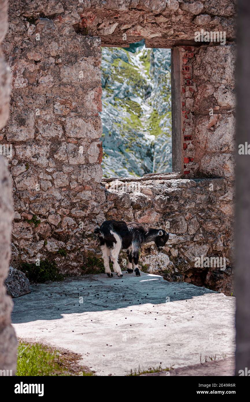 Das Foto ist eine vertikale Aufnahme eines Kindes in Ein zerstörtes Haus in den Bergen der Picos de Europa in Asturien Spanien Stockfoto