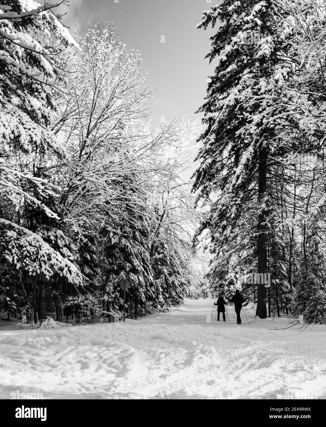 Verschneite Landschaft im Arrowhead Park Ontario Forest Stockfoto
