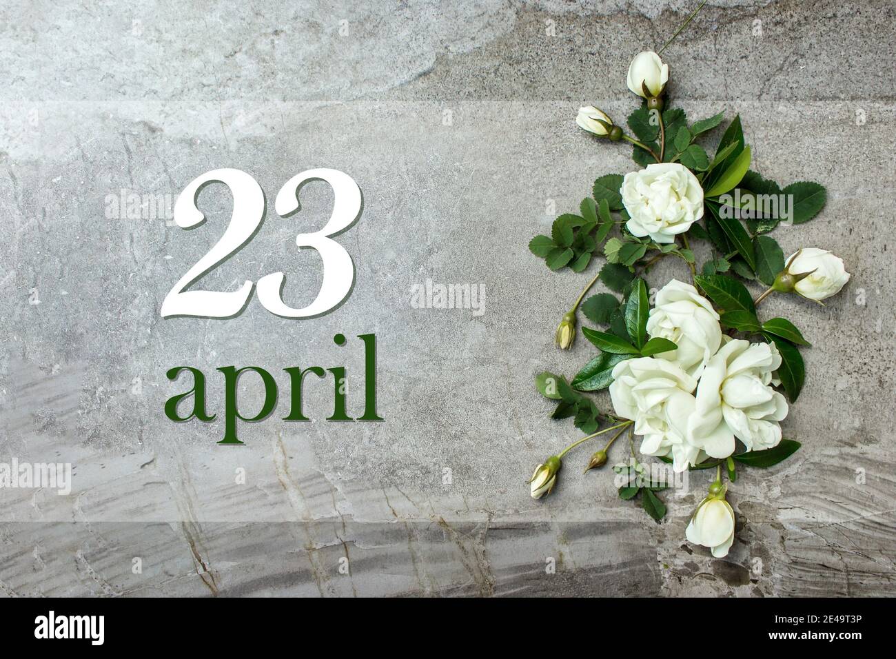 April. Tag 23 des Monats, Kalenderdatum. Stilvolle Rosen flach legen. Weiße Rosen umrandet auf pastellgrauem Hintergrund mit Kalenderdatum. Frühling Monat, Tag Stockfoto