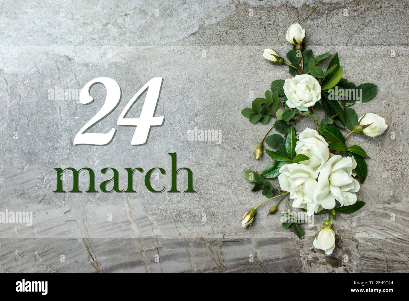 März. Tag 24 des Monats, Kalenderdatum. Stilvolle Rosen flach legen. Weiße Rosen umrandet auf pastellgrauem Hintergrund mit Kalenderdatum. Frühling Monat, Tag Stockfoto