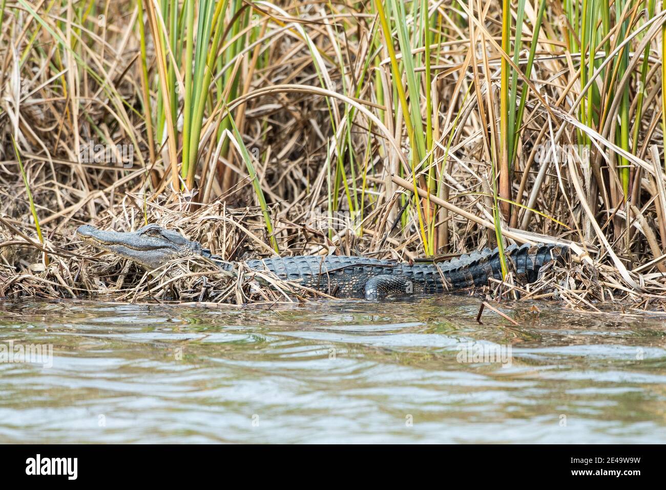 Kleiner amerikanischer Alligator, der am Rand des Wassers liegt Stockfoto