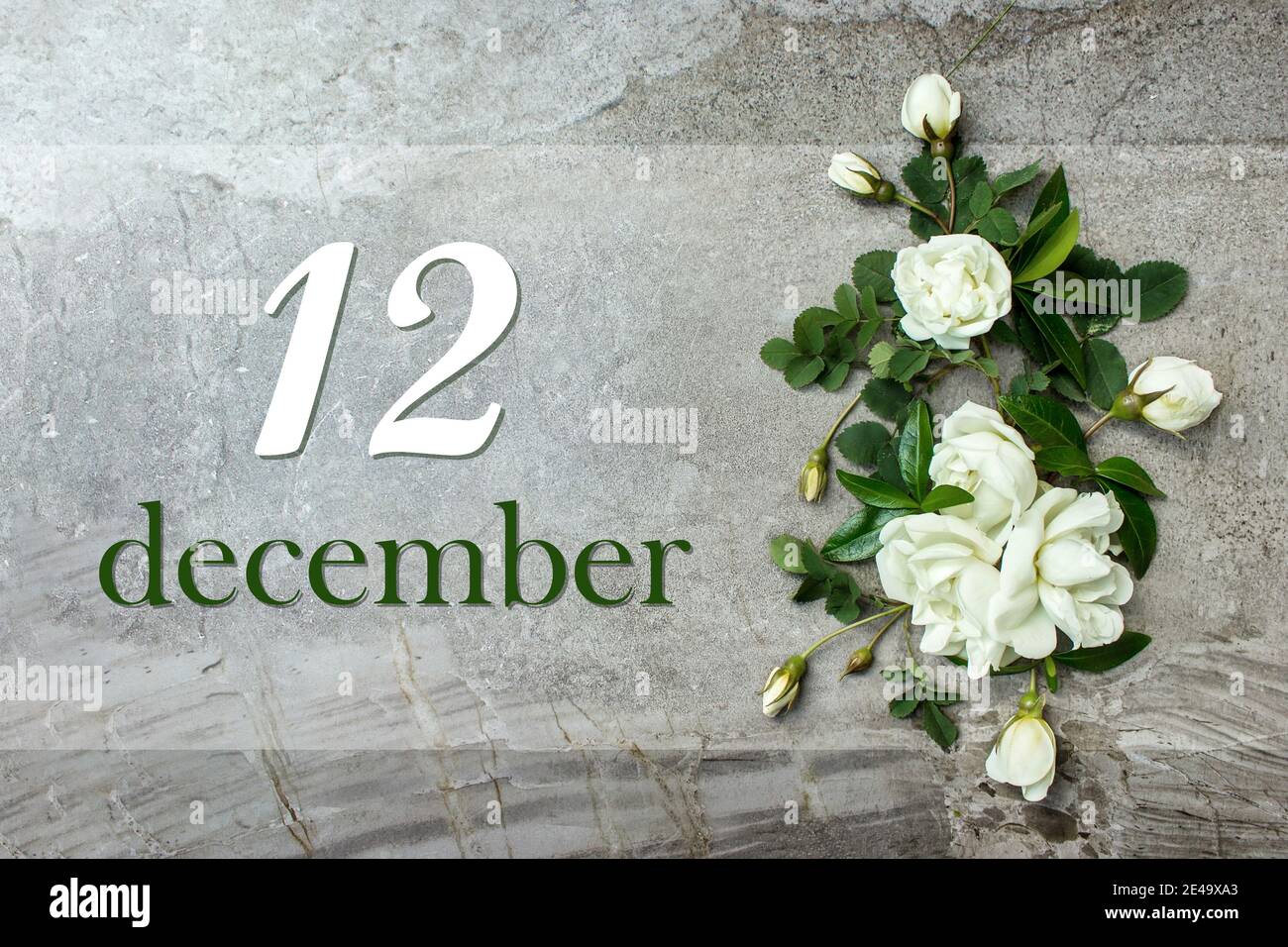 Dezember 12. Tag 12 des Monats, Kalenderdatum. Stilvolle Rosen flach legen. Weiße Rosen umrandet auf pastellgrauem Hintergrund mit Kalenderdatum. Wintermonat, Stockfoto