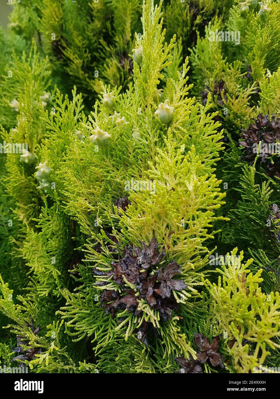 Thuja blumen -Fotos und -Bildmaterial in hoher Auflsung  Alamy