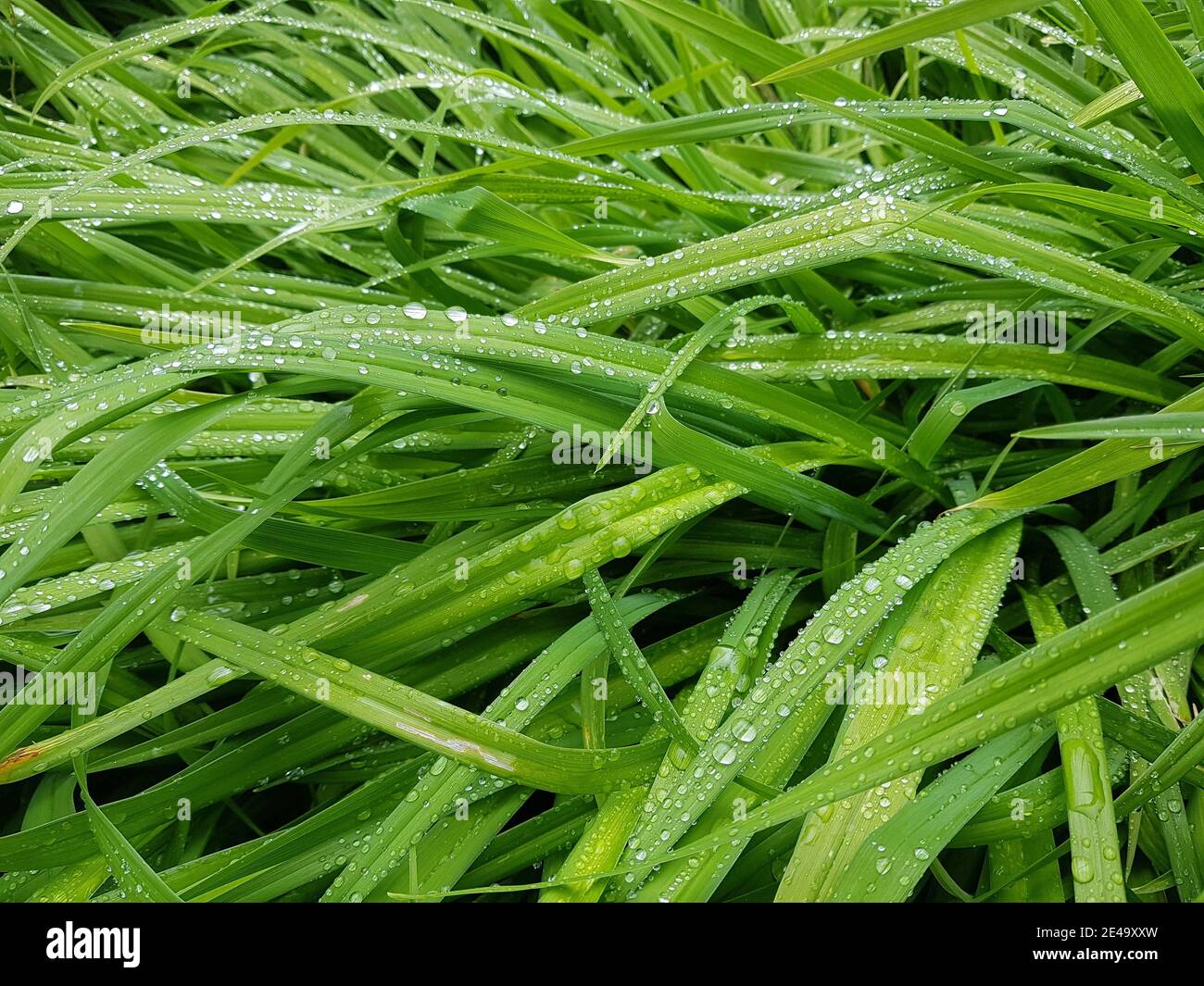 Grüne längliche Blätter mit Wassertropfen Stockfoto