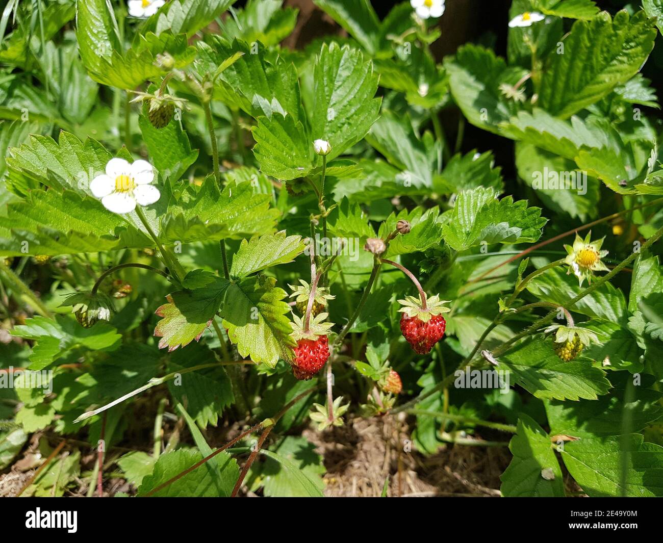 Erdbeeren und Blumen Stockfoto