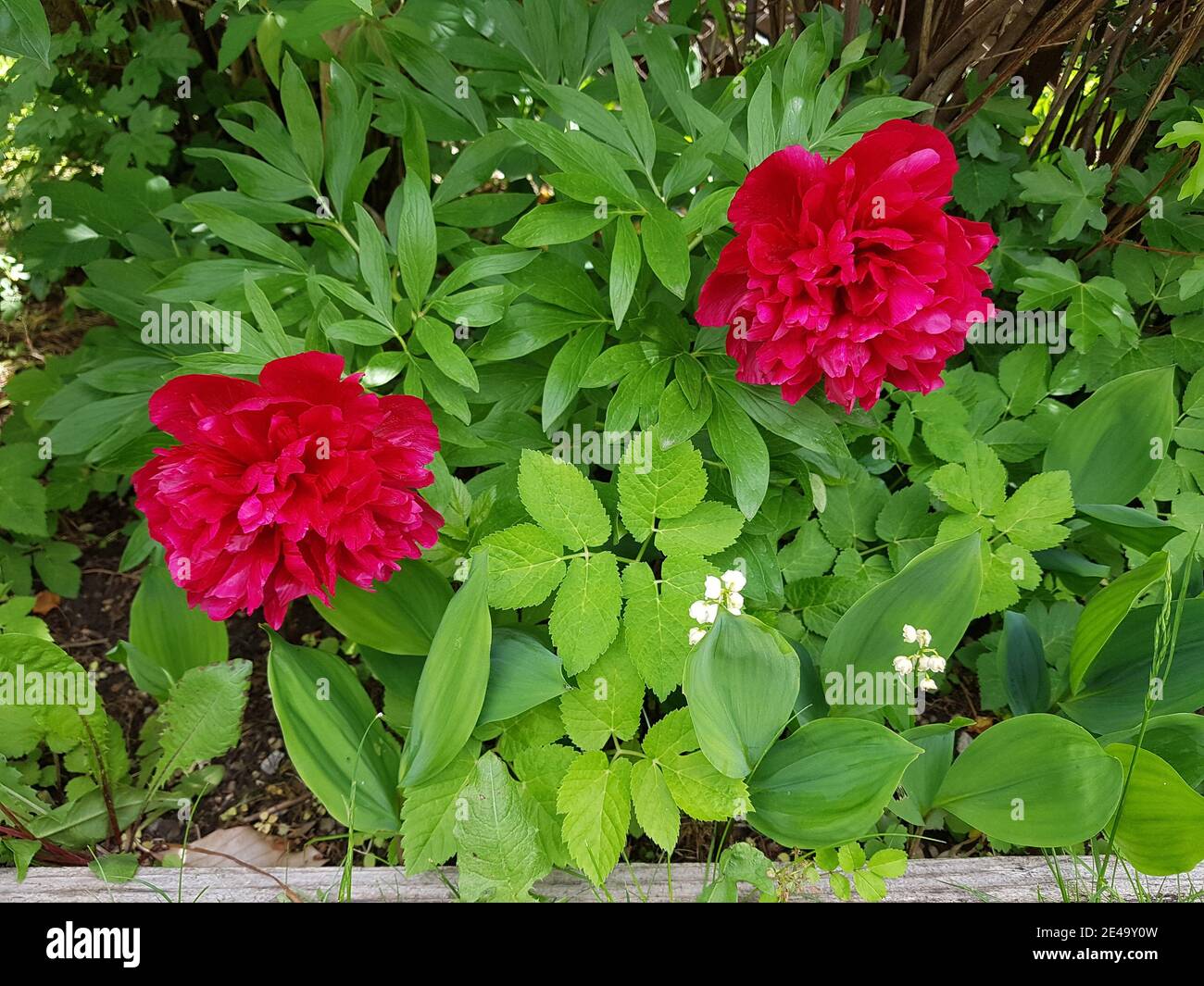 Rote Pfingstrosen und Lilien des Tales im Garten Stockfoto
