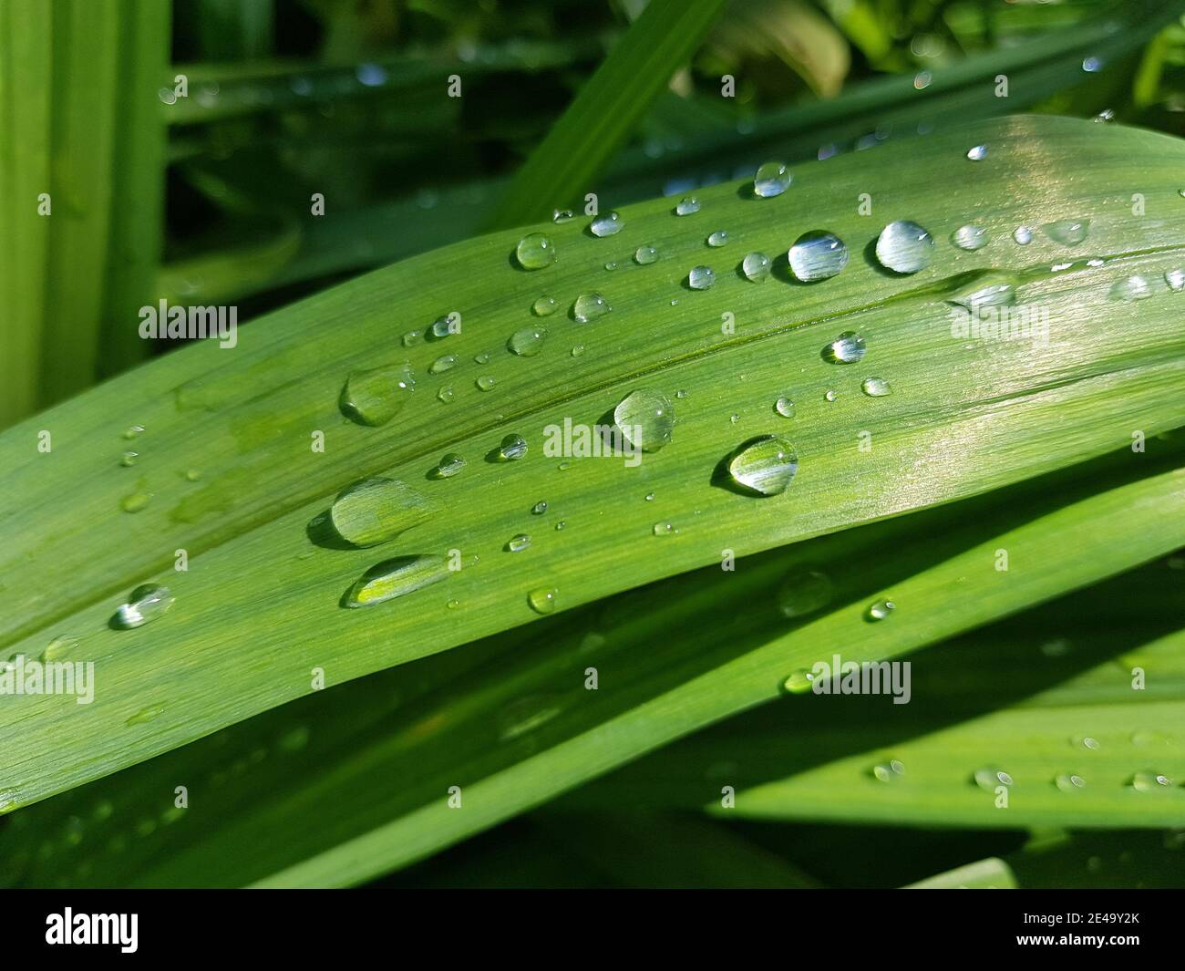 Wassertropfen auf einem grünen länglichen Blatt Stockfoto