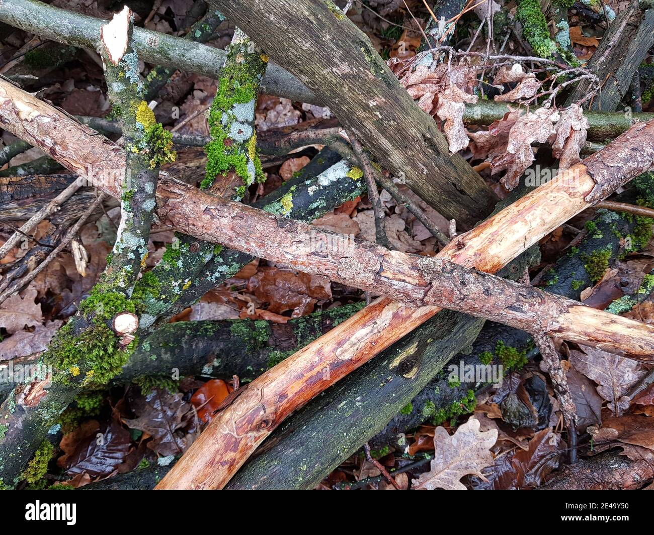 Das Holz von den Bäumen und den Büschen gesägt Stockfoto