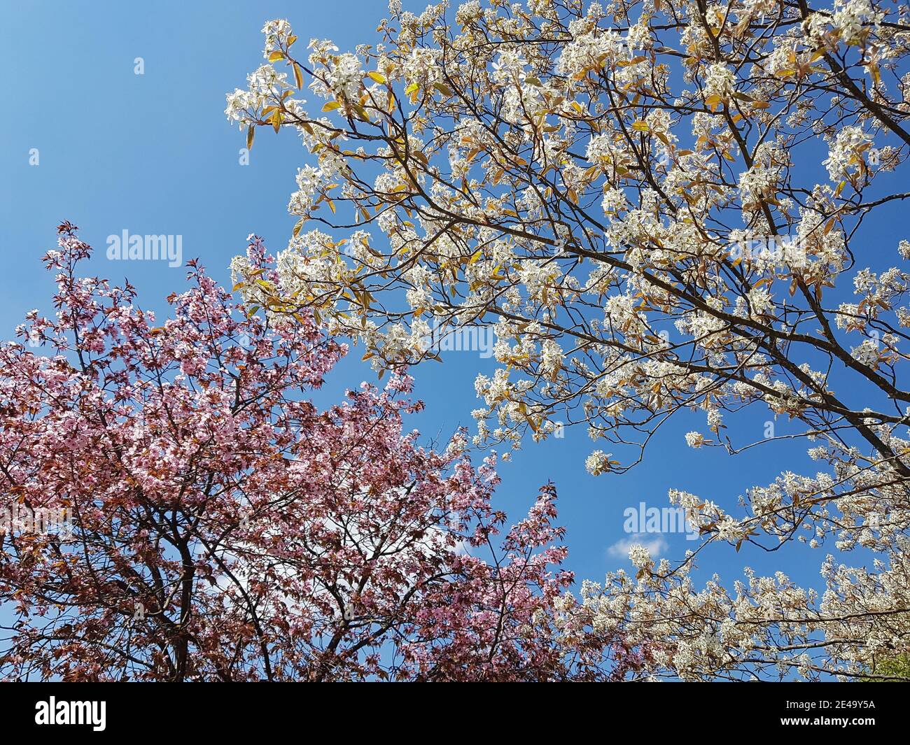 Frühlingsbäume in Blüte gegen einen klaren blauen Himmel Stockfoto