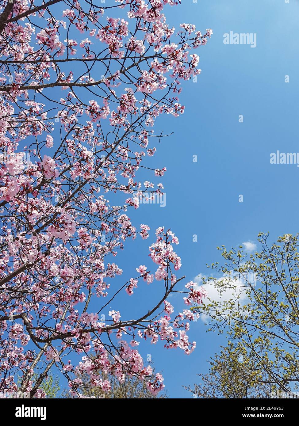 Frühlingsbäume in Blüte gegen einen klaren blauen Himmel Stockfoto