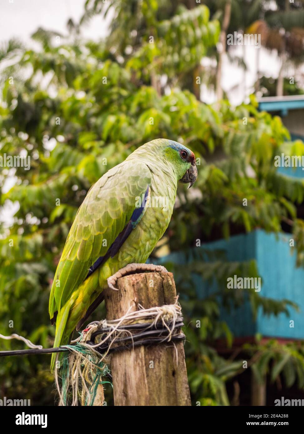 Paumari, Peru - 29. Nov 2018: Kleines grünes Papagei- und blaues Holzhaus in einem kleinen Dorf im Amazonas-Dschungel, Südamerika. Yavarii Flusseinzugsgebiet Tri Stockfoto