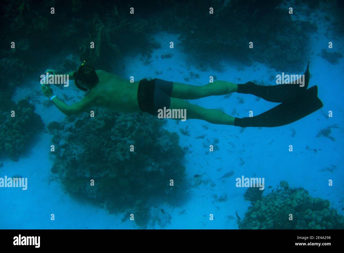 Freies Tauchen und Fotografieren des Riffs im Roten Meer Stockfoto