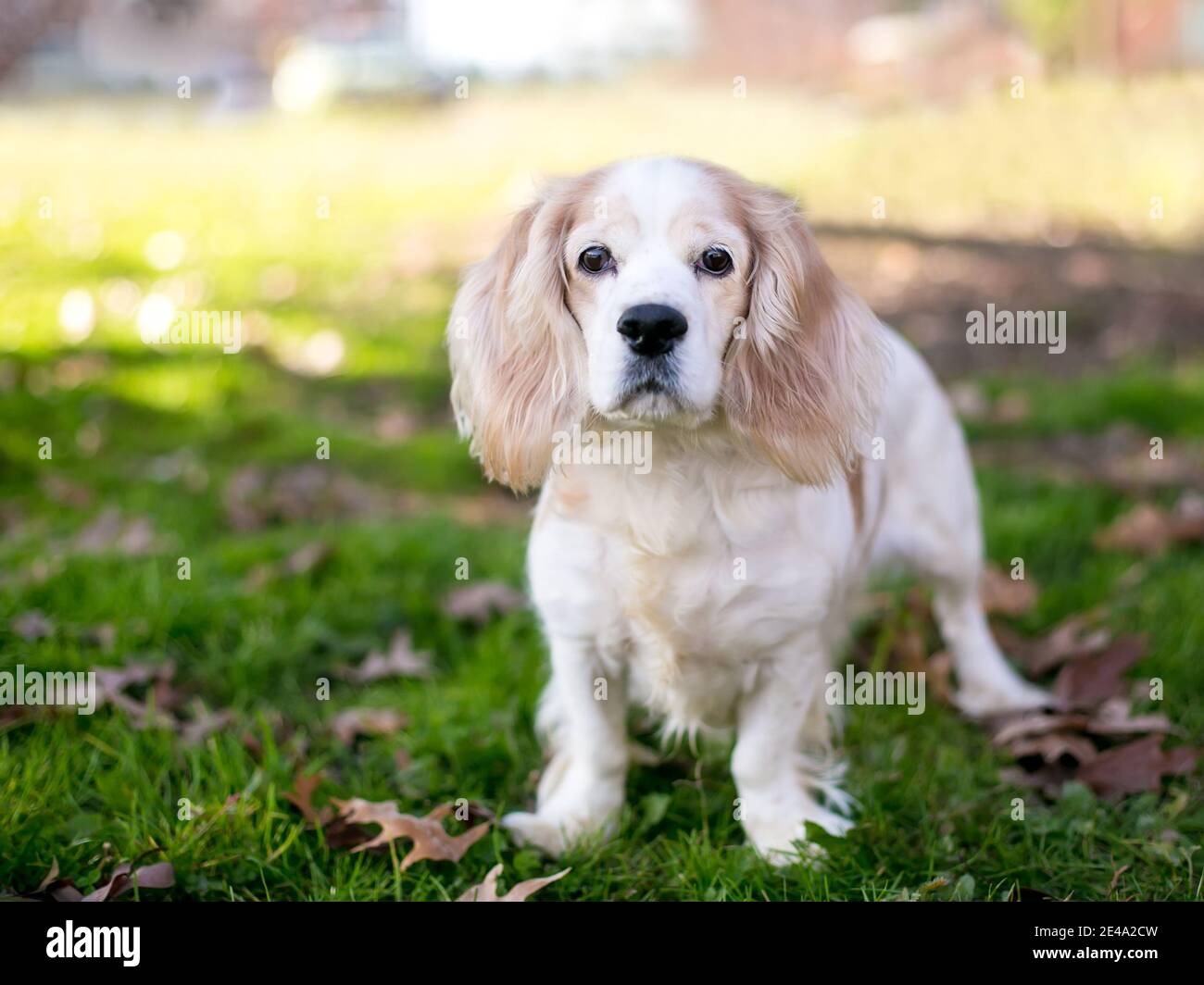 Ein brauner und weißer Cocker Spaniel Mischlingshund stehend Im Freien und Blick auf die Kamera Stockfoto