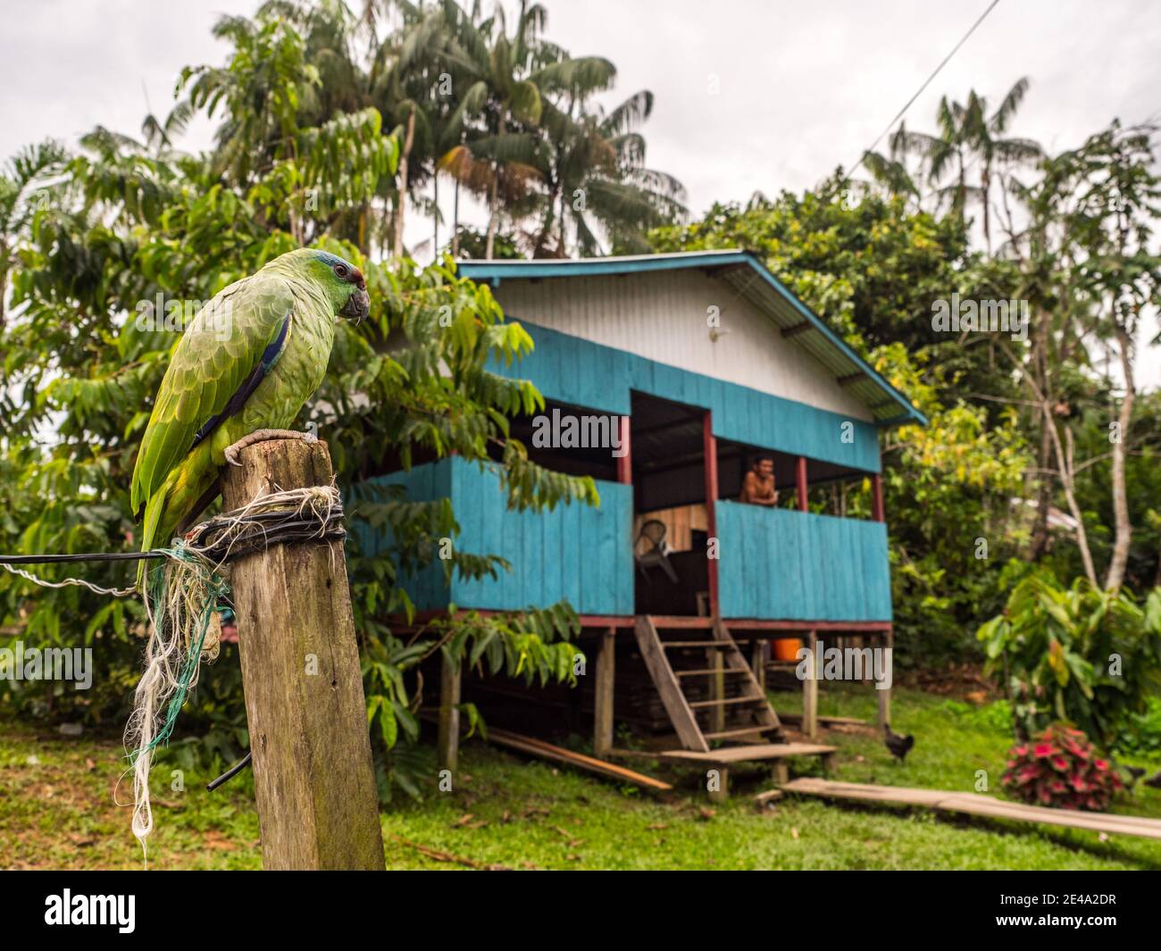 Paumari, Peru - 29. Nov 2018: Kleines grünes Papagei- und blaues Holzhaus in einem kleinen Dorf im Amazonas-Dschungel, Südamerika. Yavarii Flusseinzugsgebiet Tri Stockfoto
