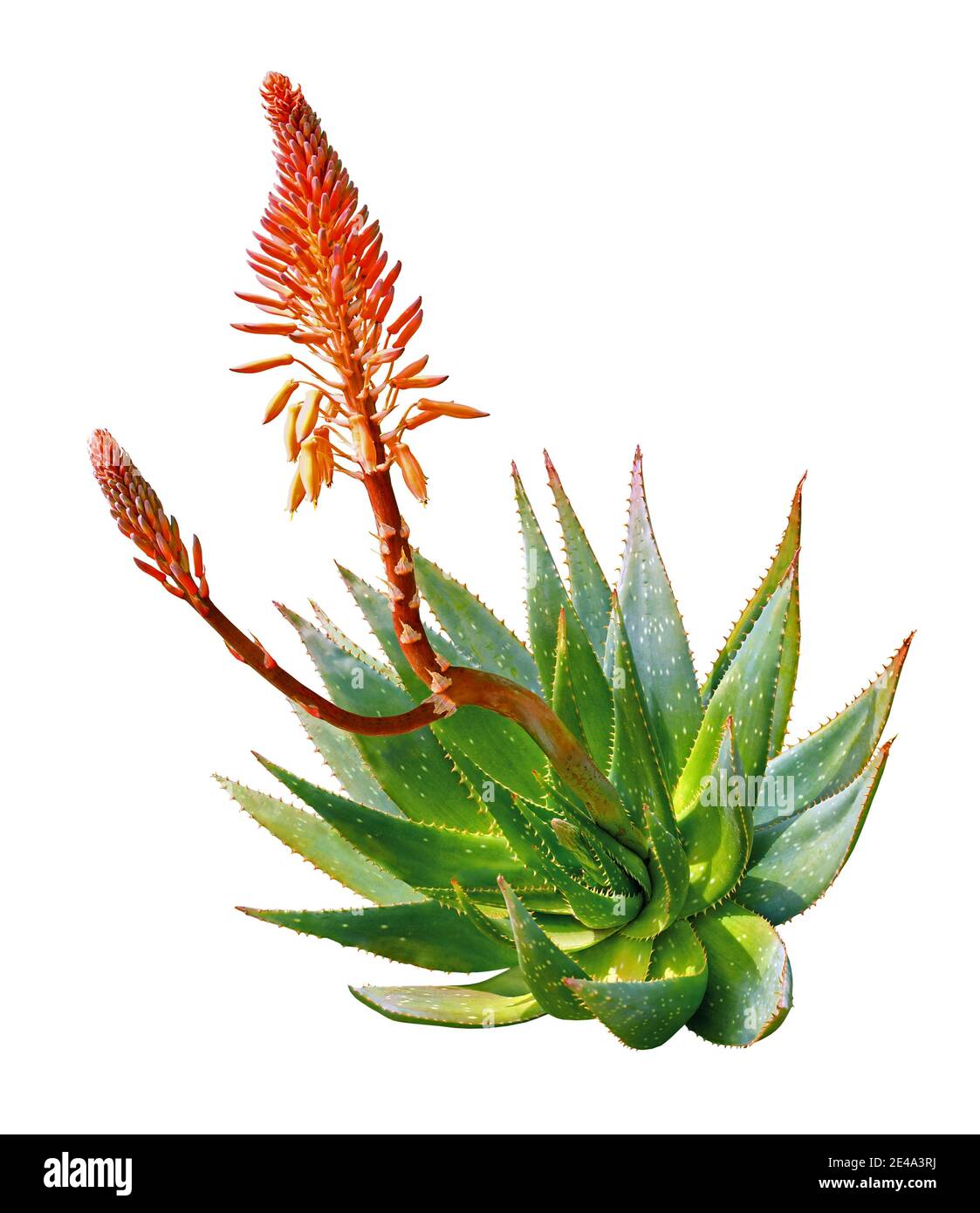 Aloe Vera Pflanze in Blüte isoliert auf weißem Hintergrund. Stockfoto