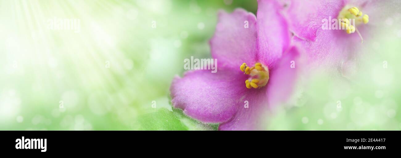 Sommerbanner mit Blumenmuster. Zwei violette Veilchen vor hellgrünem Hintergrund, Kopierraum. Blütenkorollae aus nächster Nähe bei sanftem Sonnenlicht. Panorama im Querformat Stockfoto