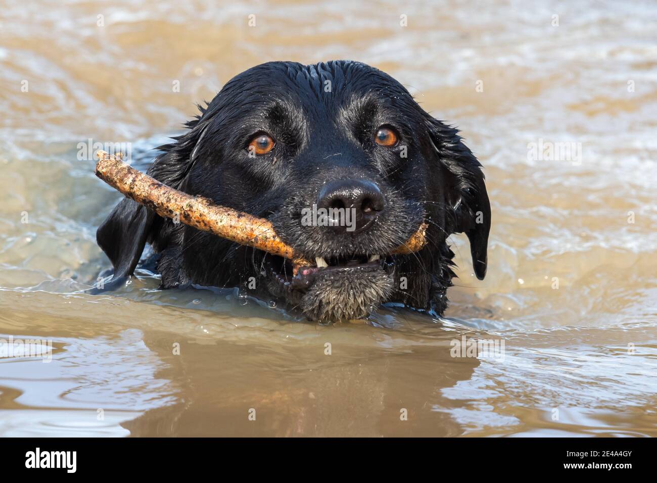 Nahaufnahme eines schwarzen Labradors, der mit einem Stock im Mund im Wasser schwimmt Stockfoto