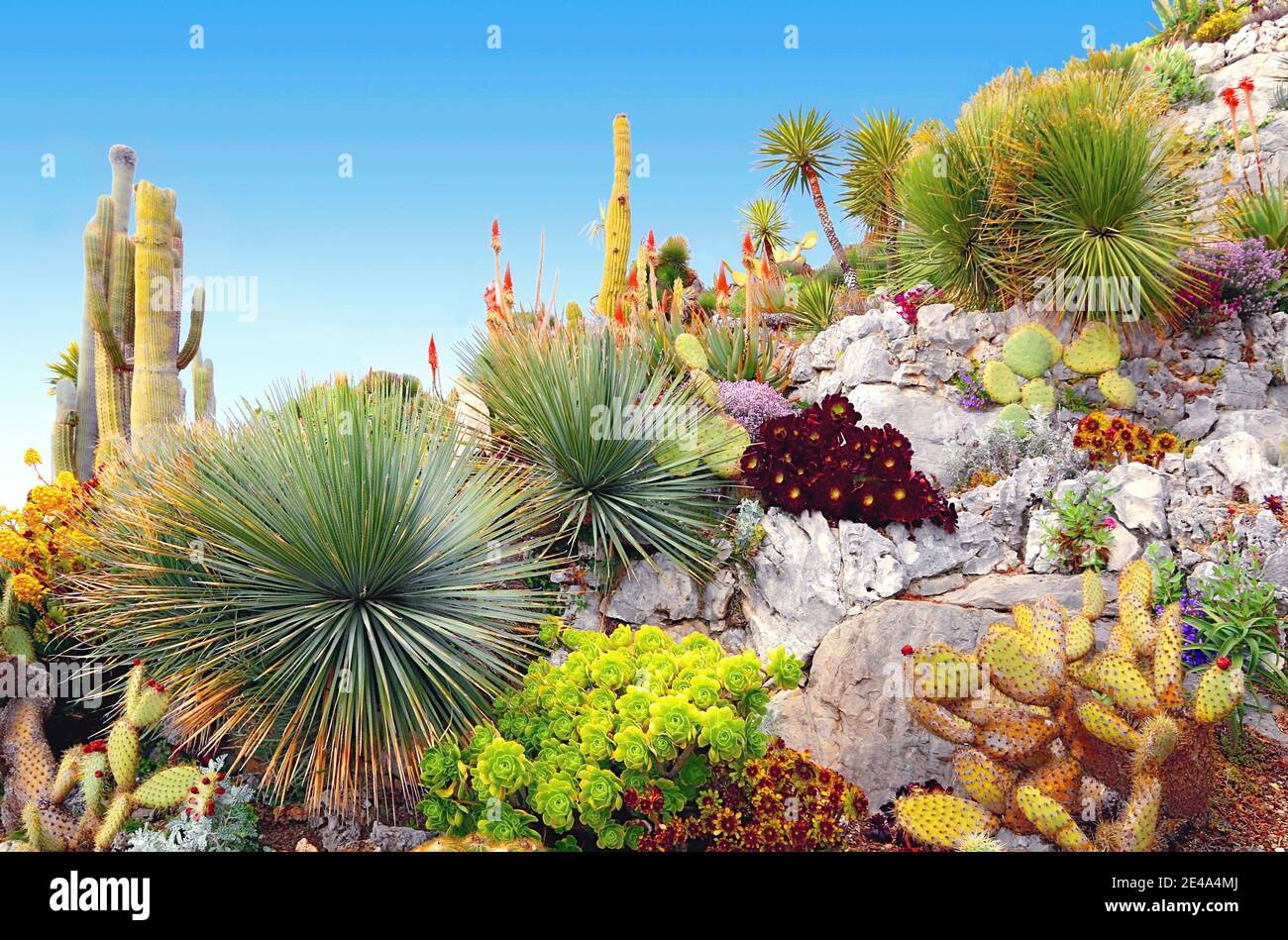 Kaktus im Steingarten auf Sommerhimmel Hintergrund Stockfotografie - Alamy