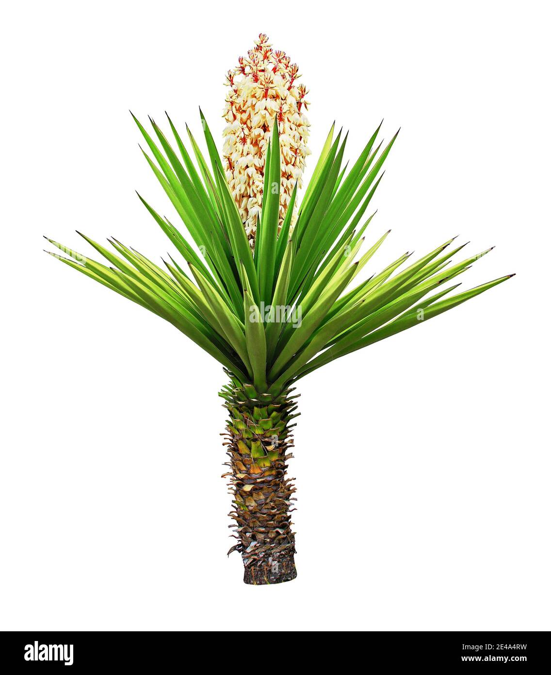 Agave in Blüte isoliert auf weißem Hintergrund. Stockfoto