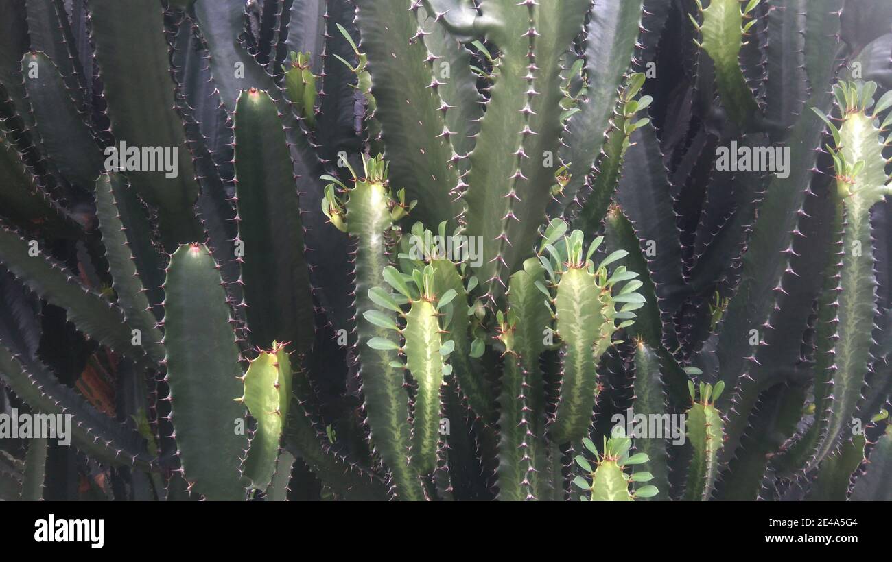 Grner San Pedro Kaktus. Grner Kaktus Nahaufnahme. Dornig schnell  wachsende sechseckige Form Kakteen perfekt in der Nhe, So Paulo,  Brasilien Stockfotografie - Alamy