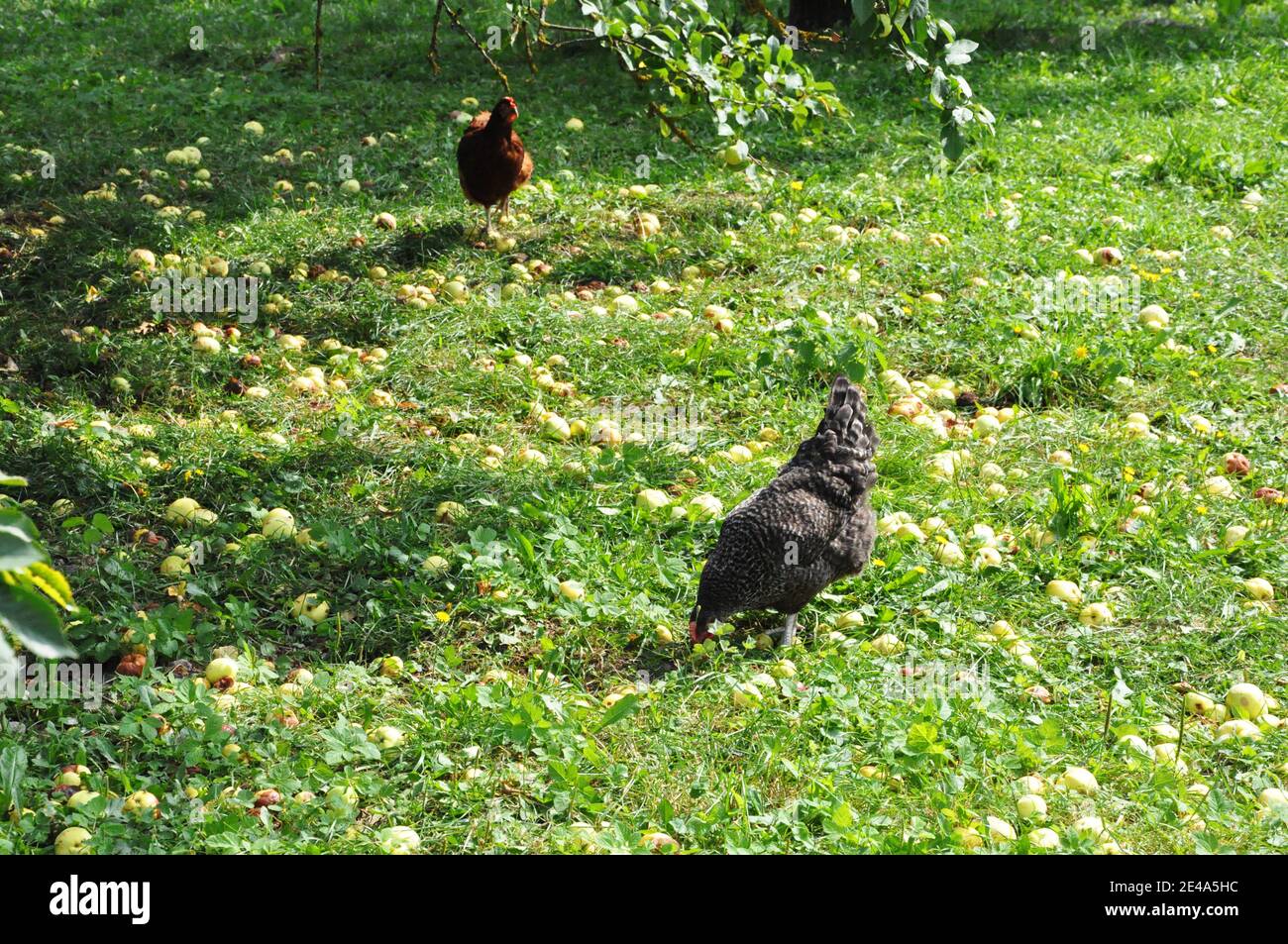 Eine Henne in einem Apfelgarten. Stockfoto