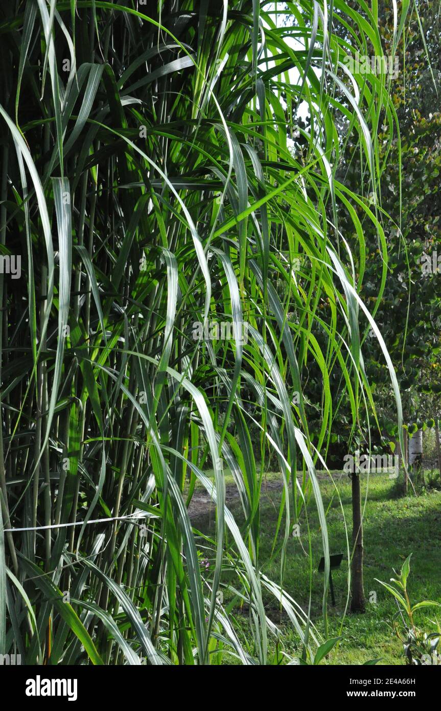Nahaufnahme von sonnenaufgehellten Grasblättern von Miscanthus sinensis. Stockfoto