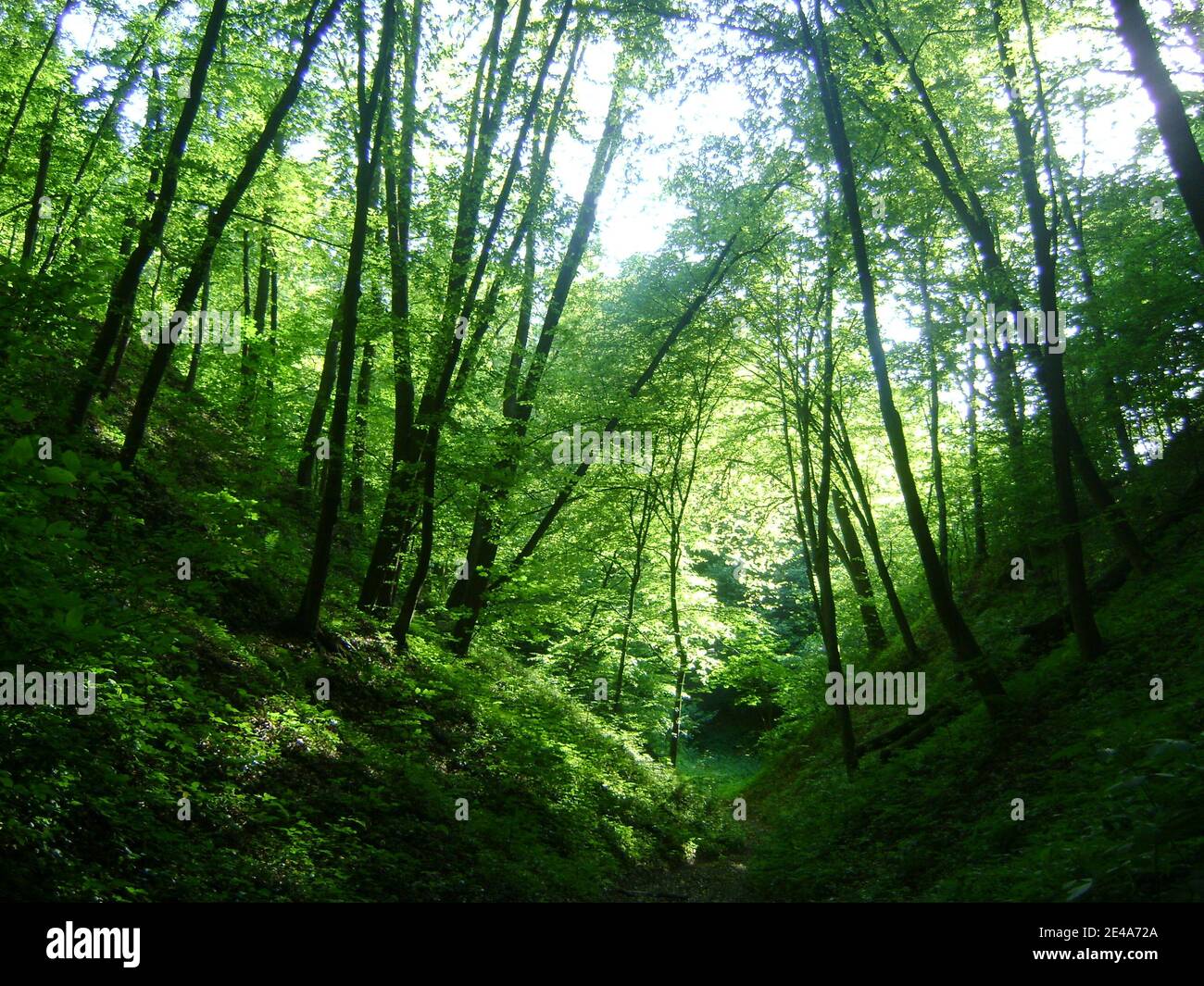 Ein nasser Canyon in einem üppigen grünen Wald. Stockfoto