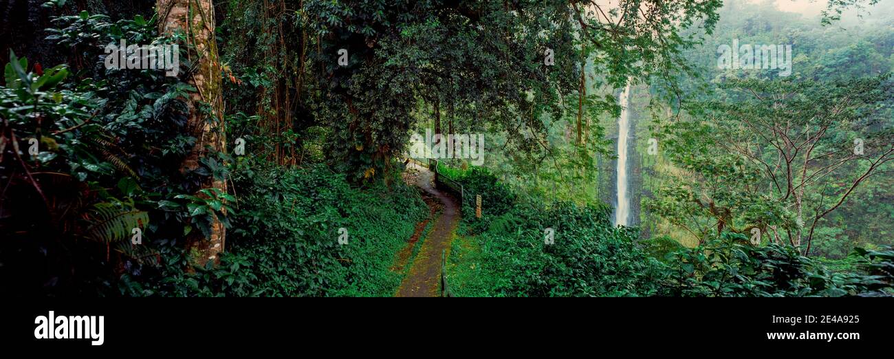 Wasserfall in einem Wald, Akaka Falls Akaka Falls State Park, Hawaii County, Hawaii, USA Stockfoto