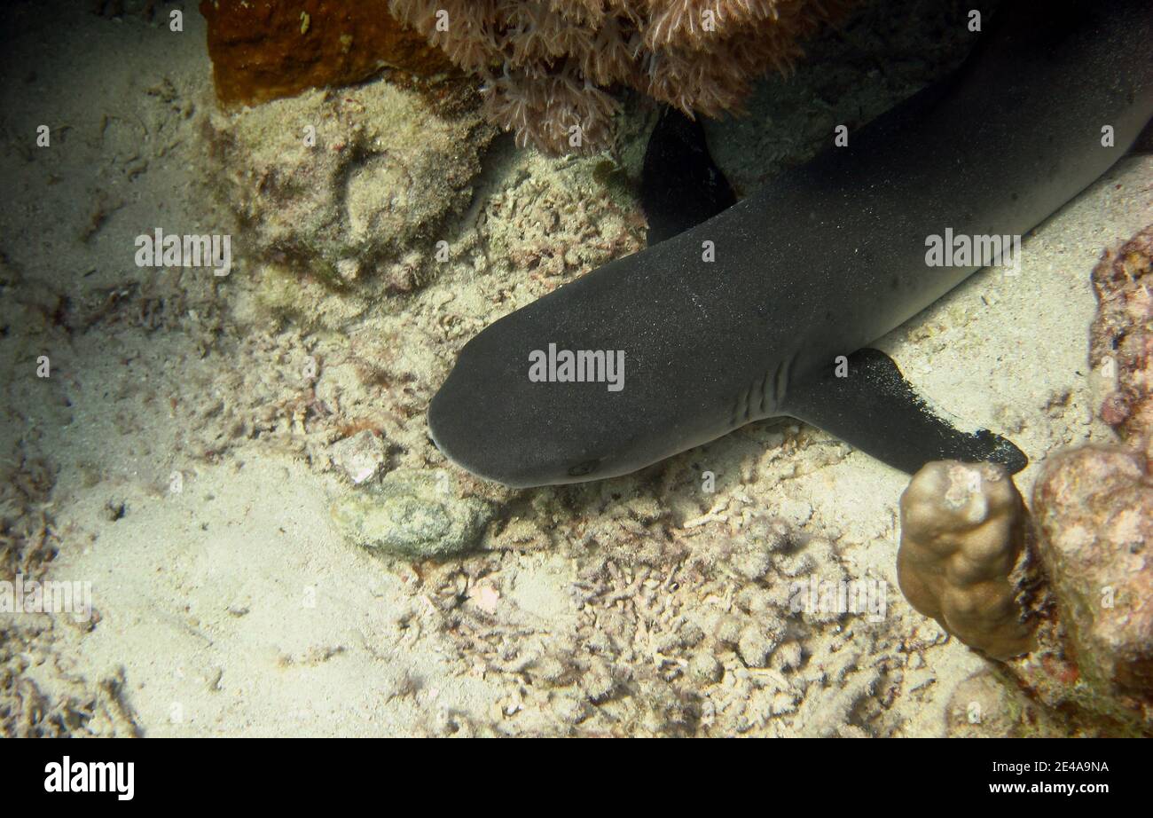 Riffhai am Meeresboden Nahaufnahme Stockfoto