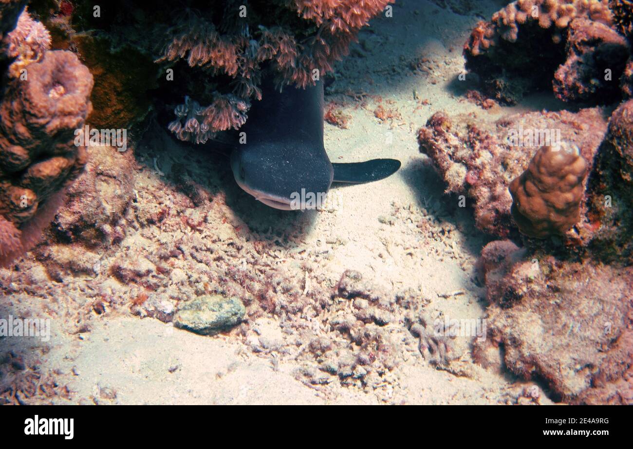 Riffhai liegt auf sandigen Meeresboden Stockfoto