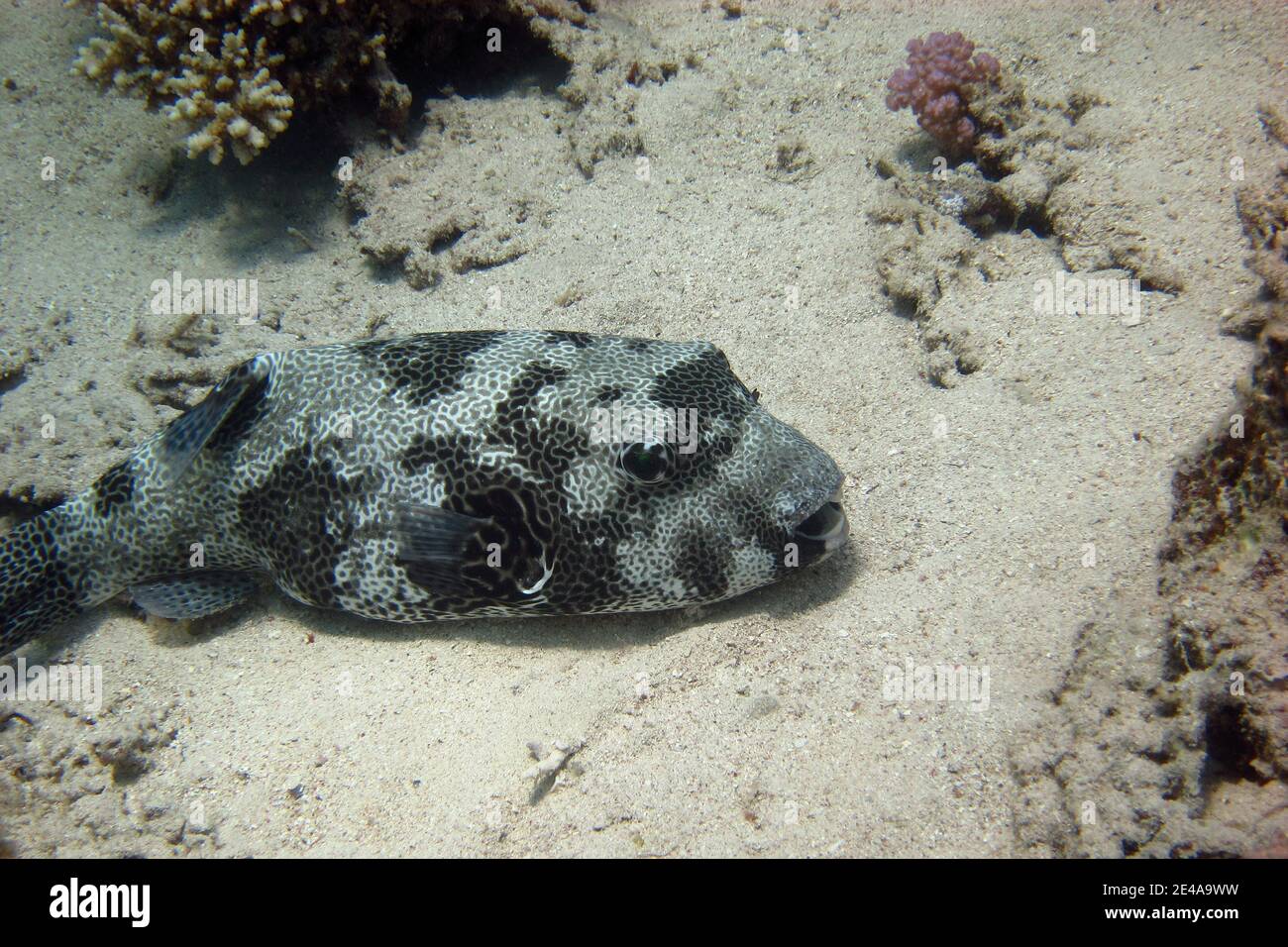 Der Seesterne Pufferfish liegt auf dem sandigen Meeresboden Stockfoto